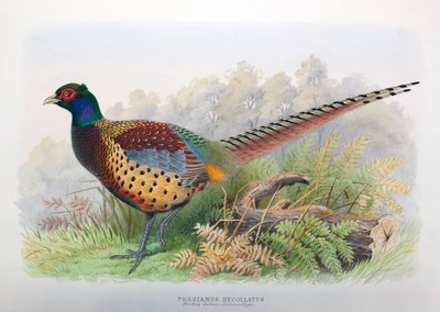 Phasianus Decollatus, 1906-7 von Henry Jones